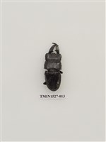 藏品(扁鍬形蟲)的圖片